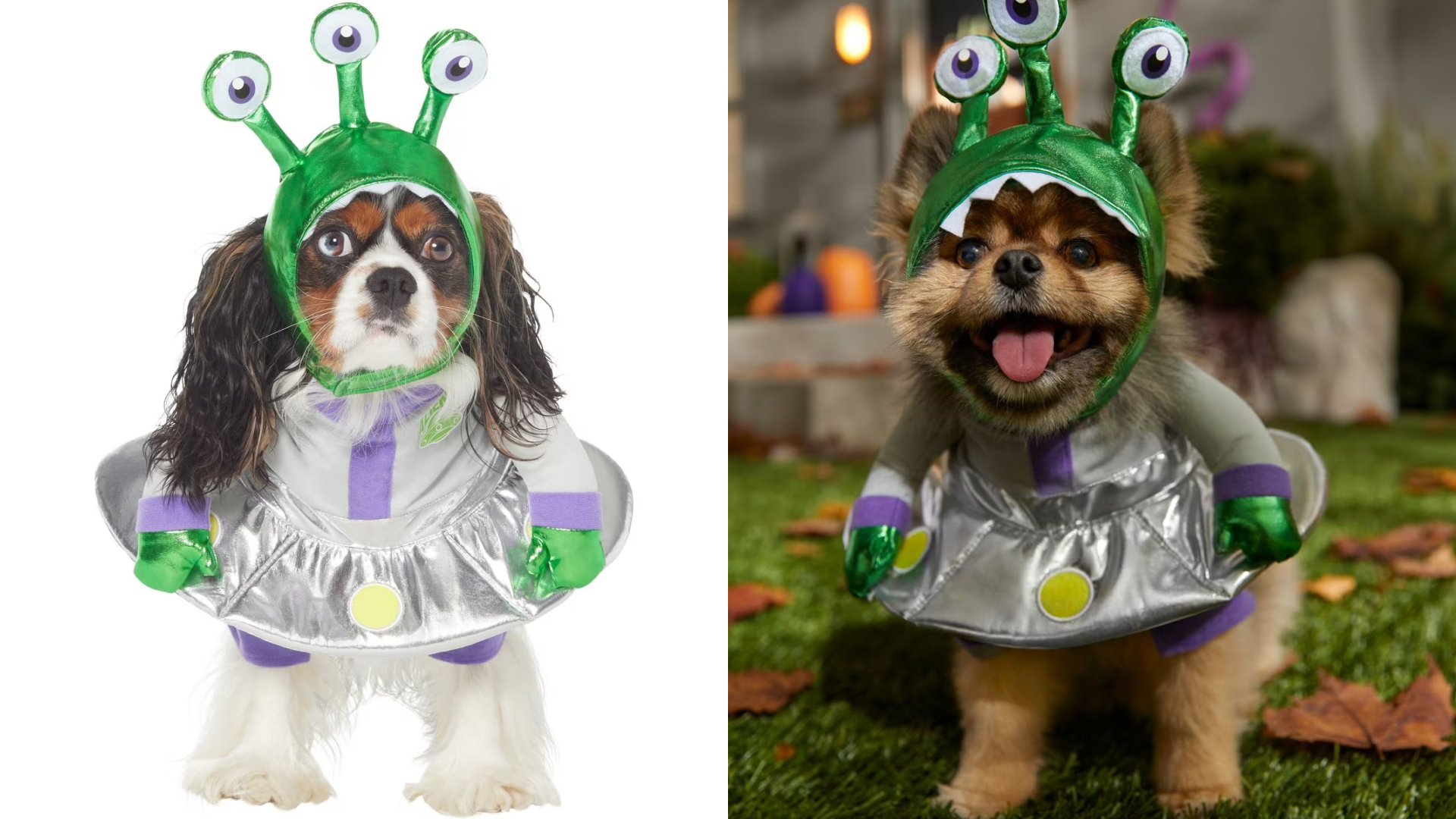 Pet costume