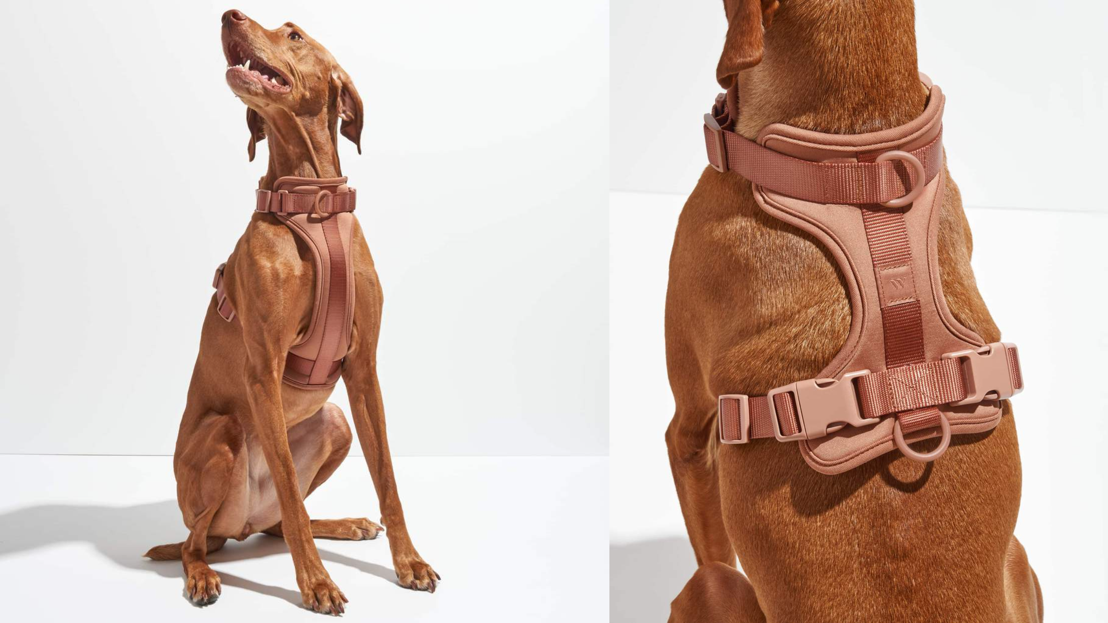 dog harness for walking