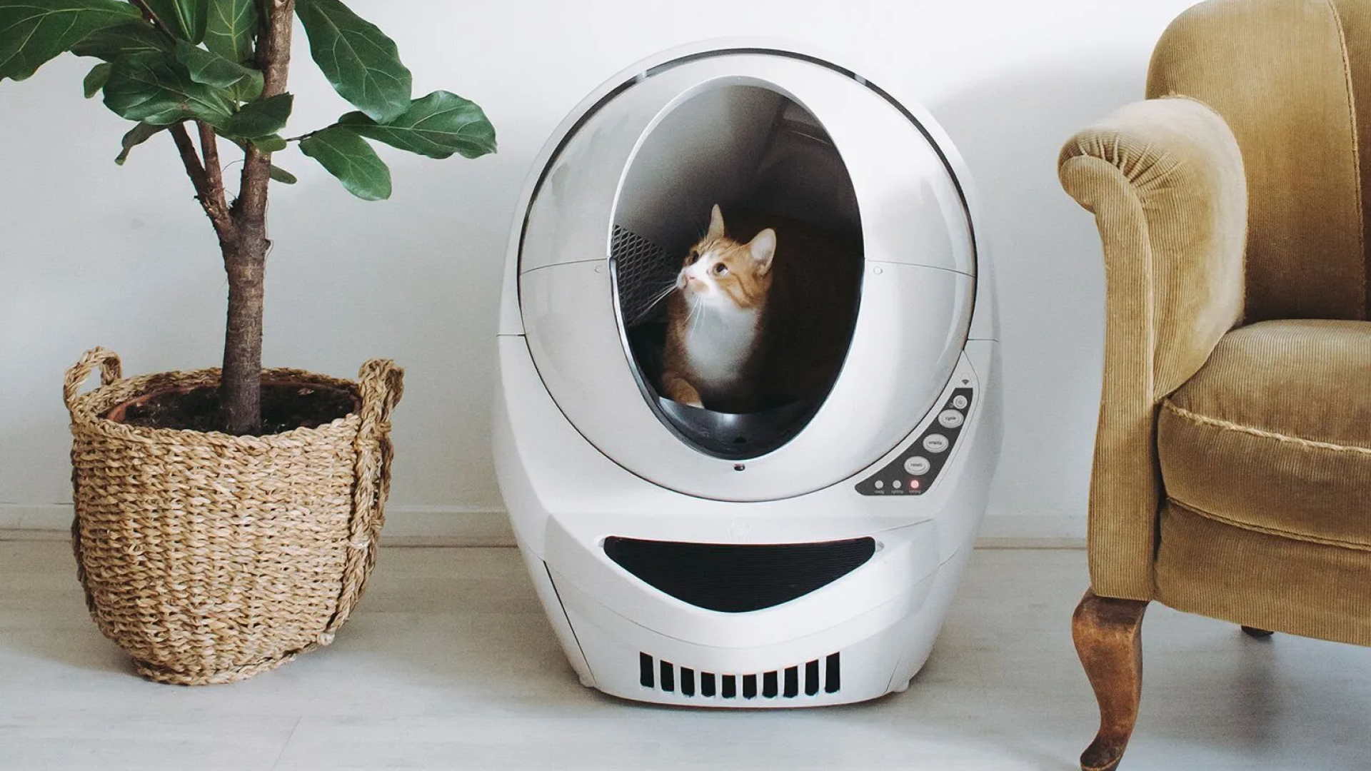 robotic cat litter box