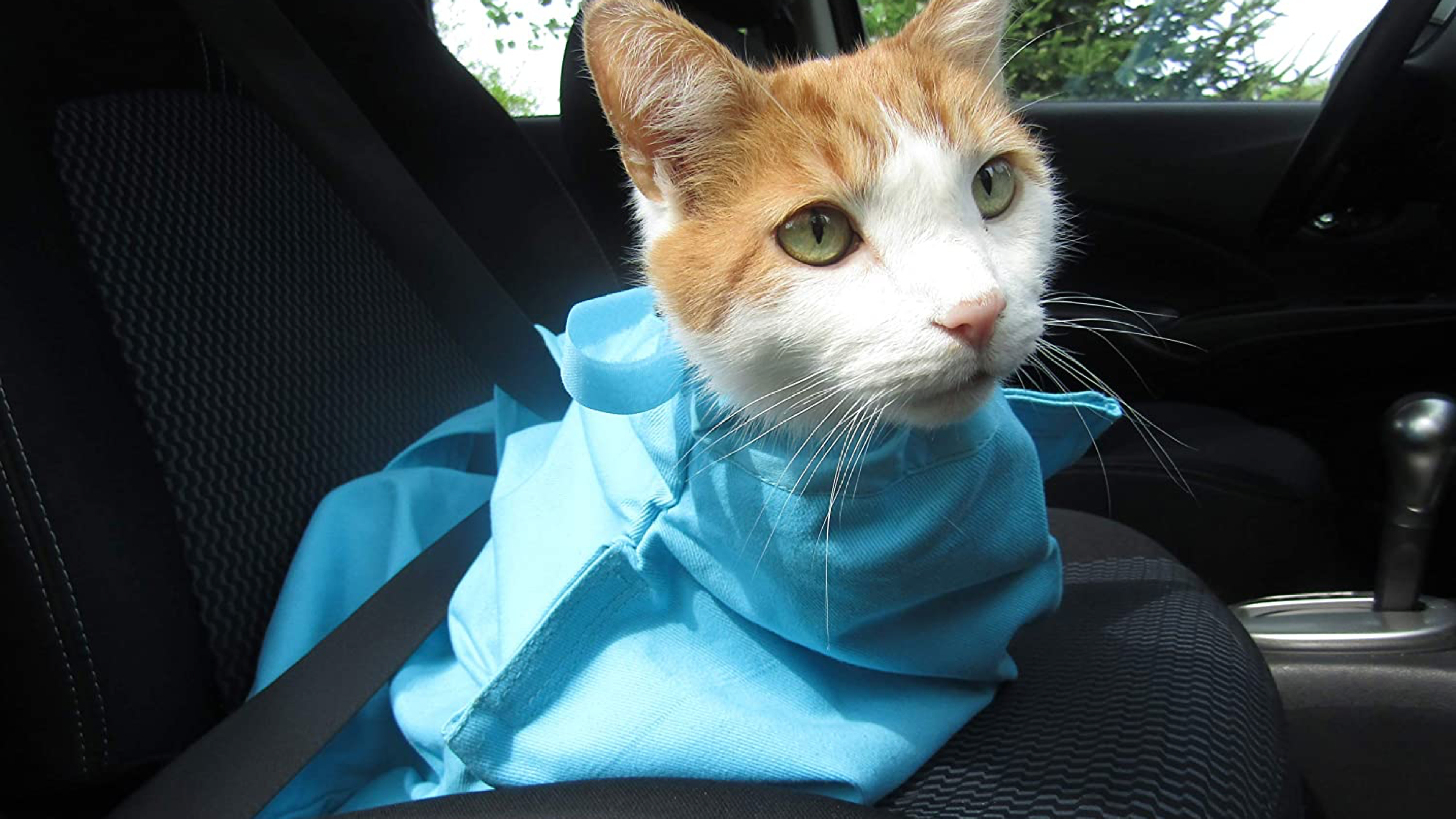 Cat inside blue carrier bag 