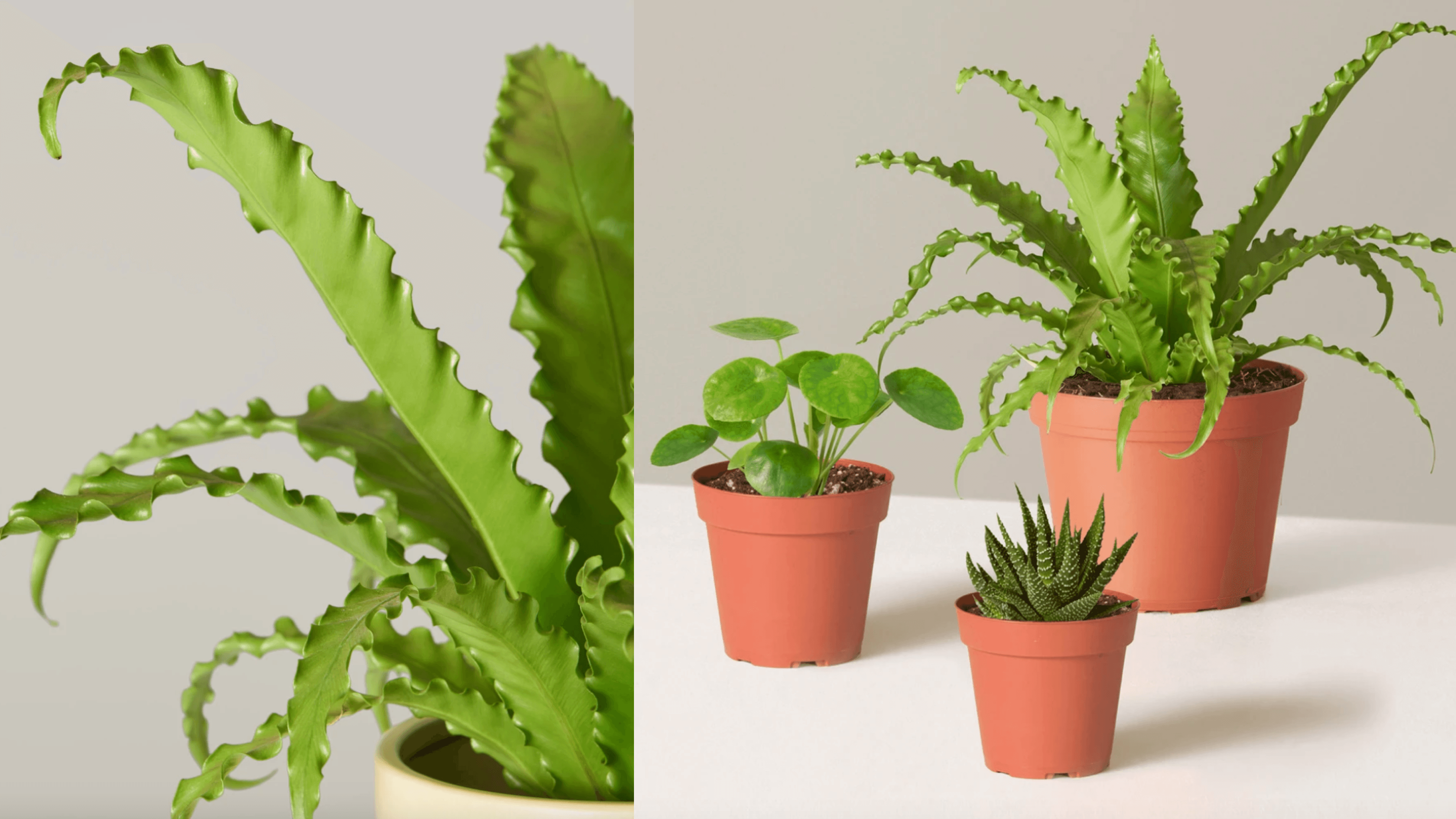 the sill end of year holiday plant sale