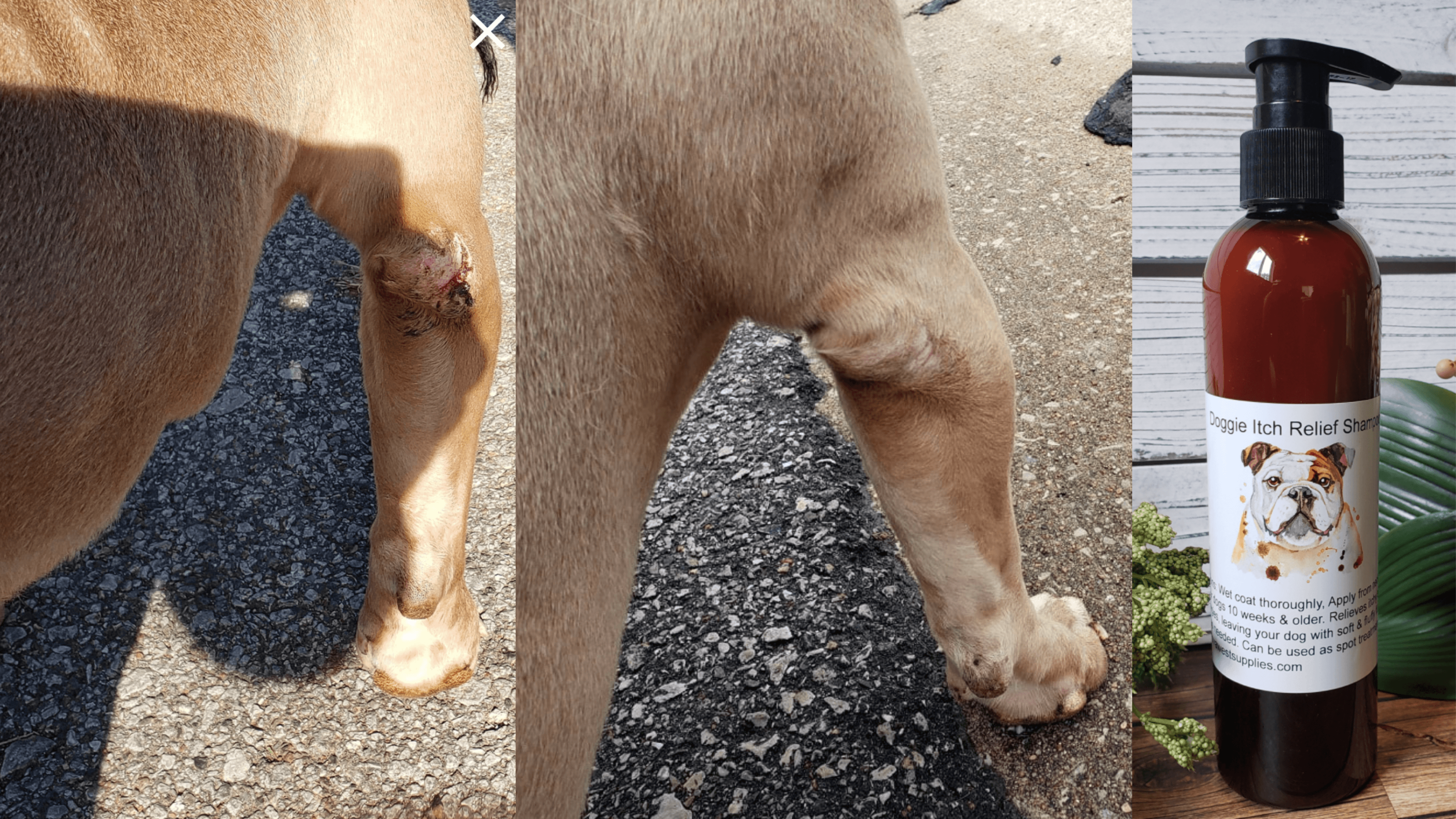 dog shampoo for pets that itch and have allergies