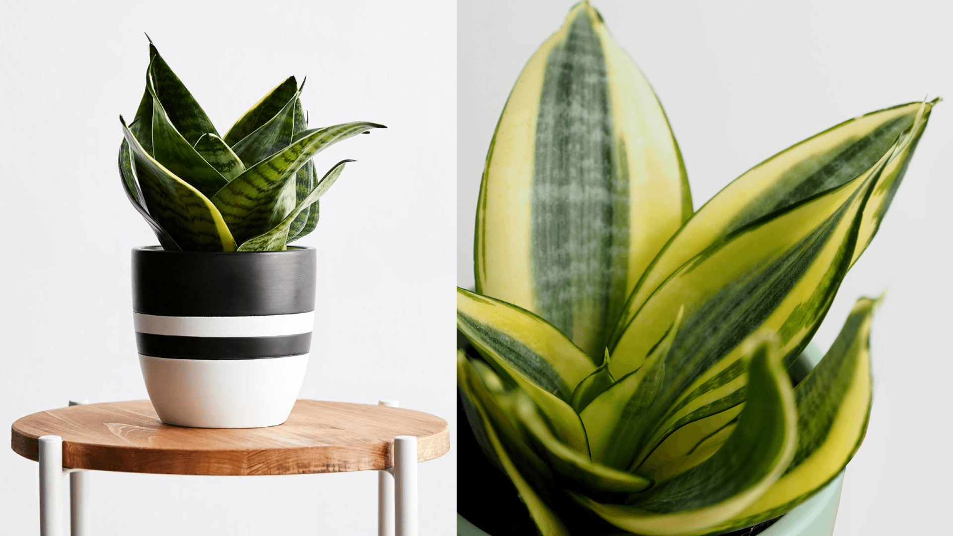 Snake plant