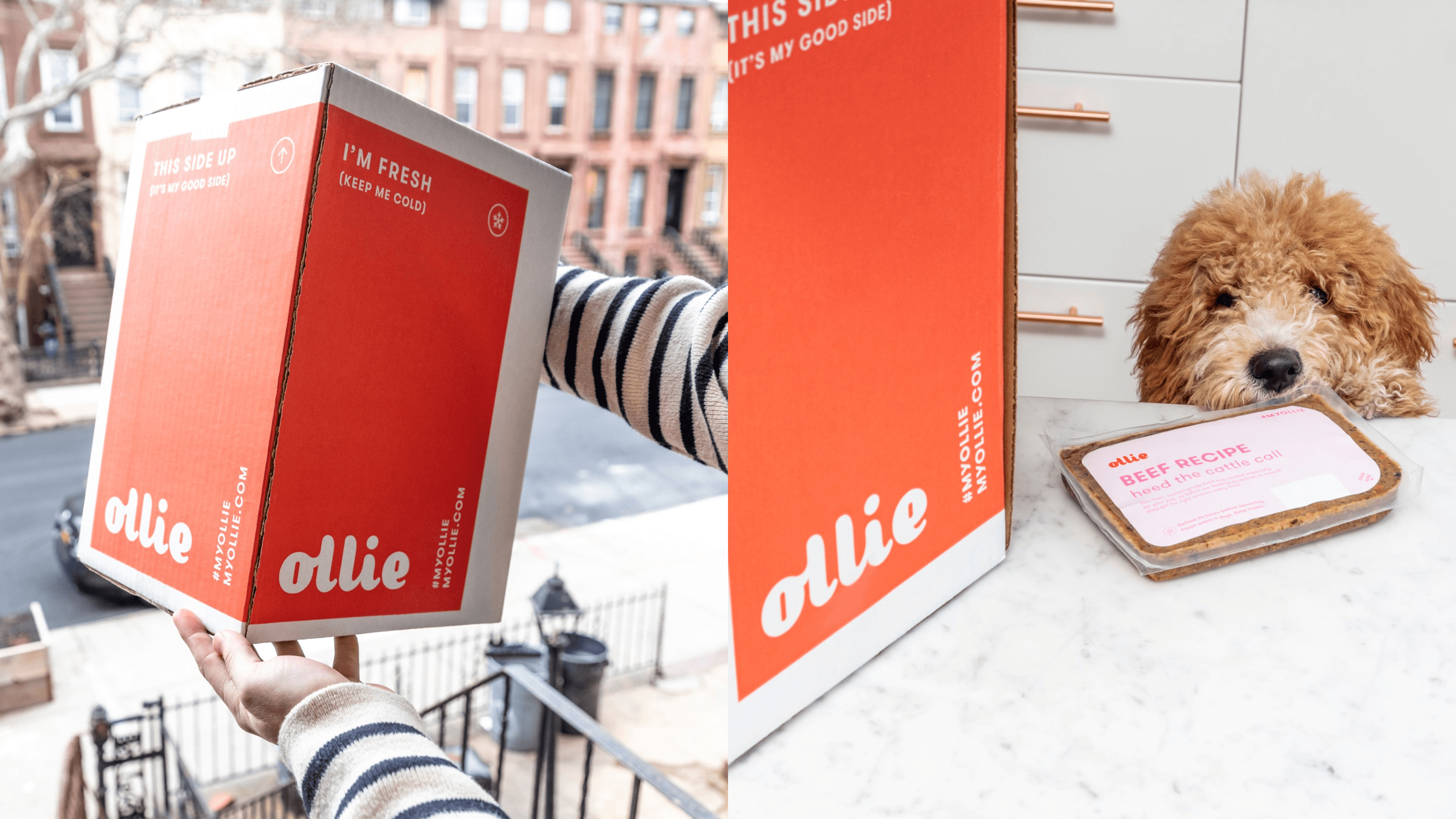 food subscription for dogs